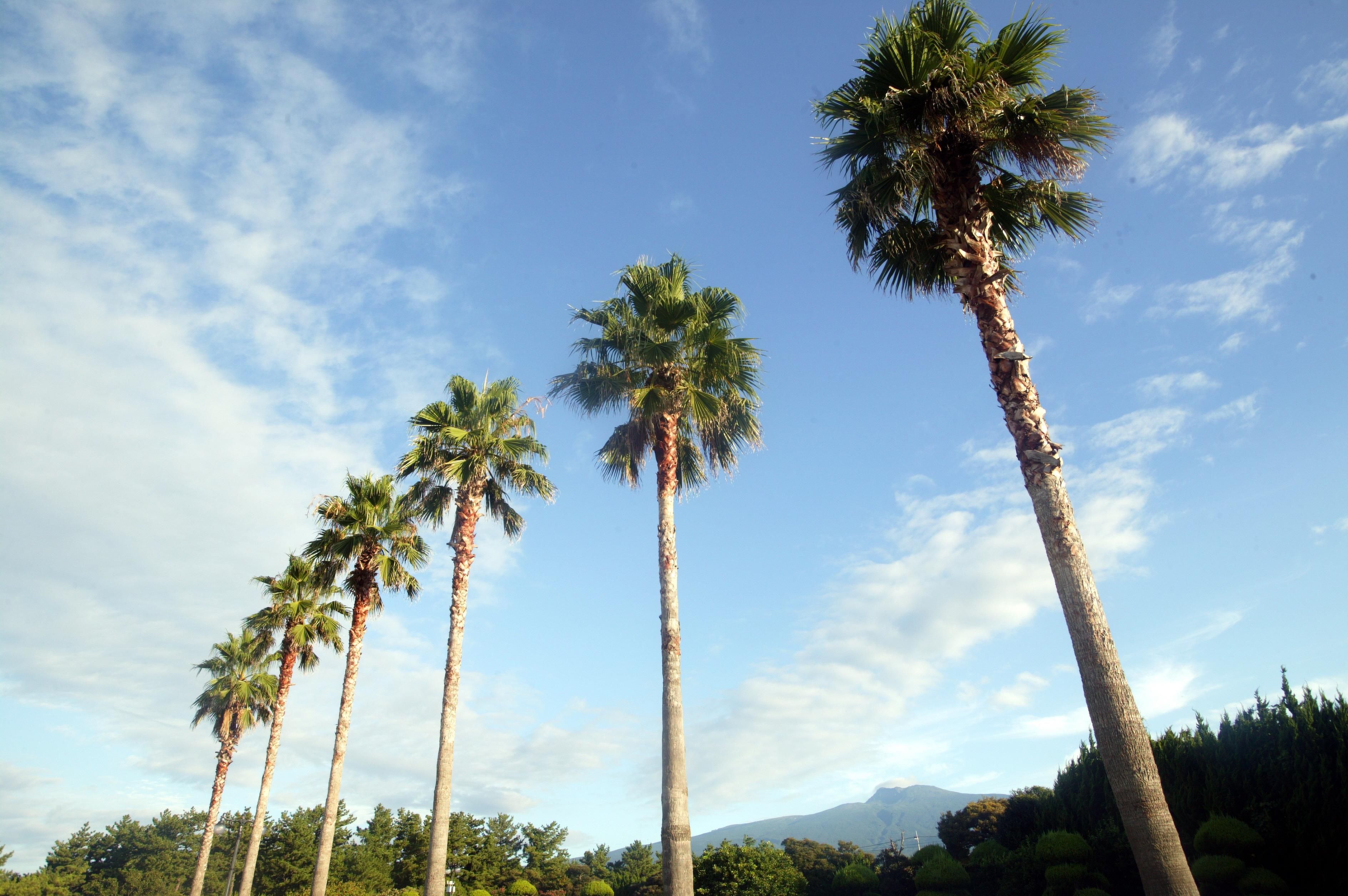Seogwipo KAL Hotel Esterno foto Phoenix canariensis