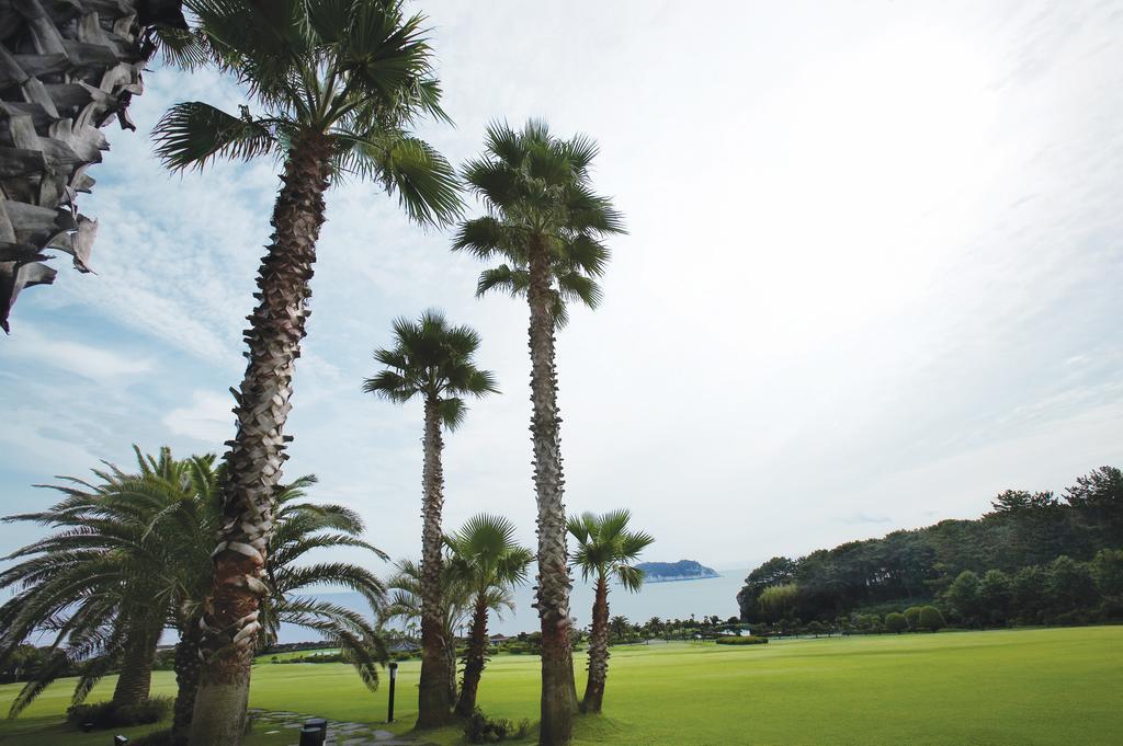 Seogwipo KAL Hotel Esterno foto Palm trees in Jeju Island